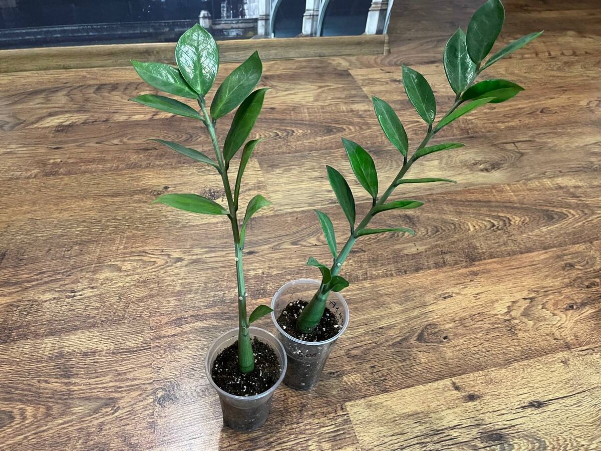 Укоренение замиокулькаса в стаканчиках с землей. Фото автора
