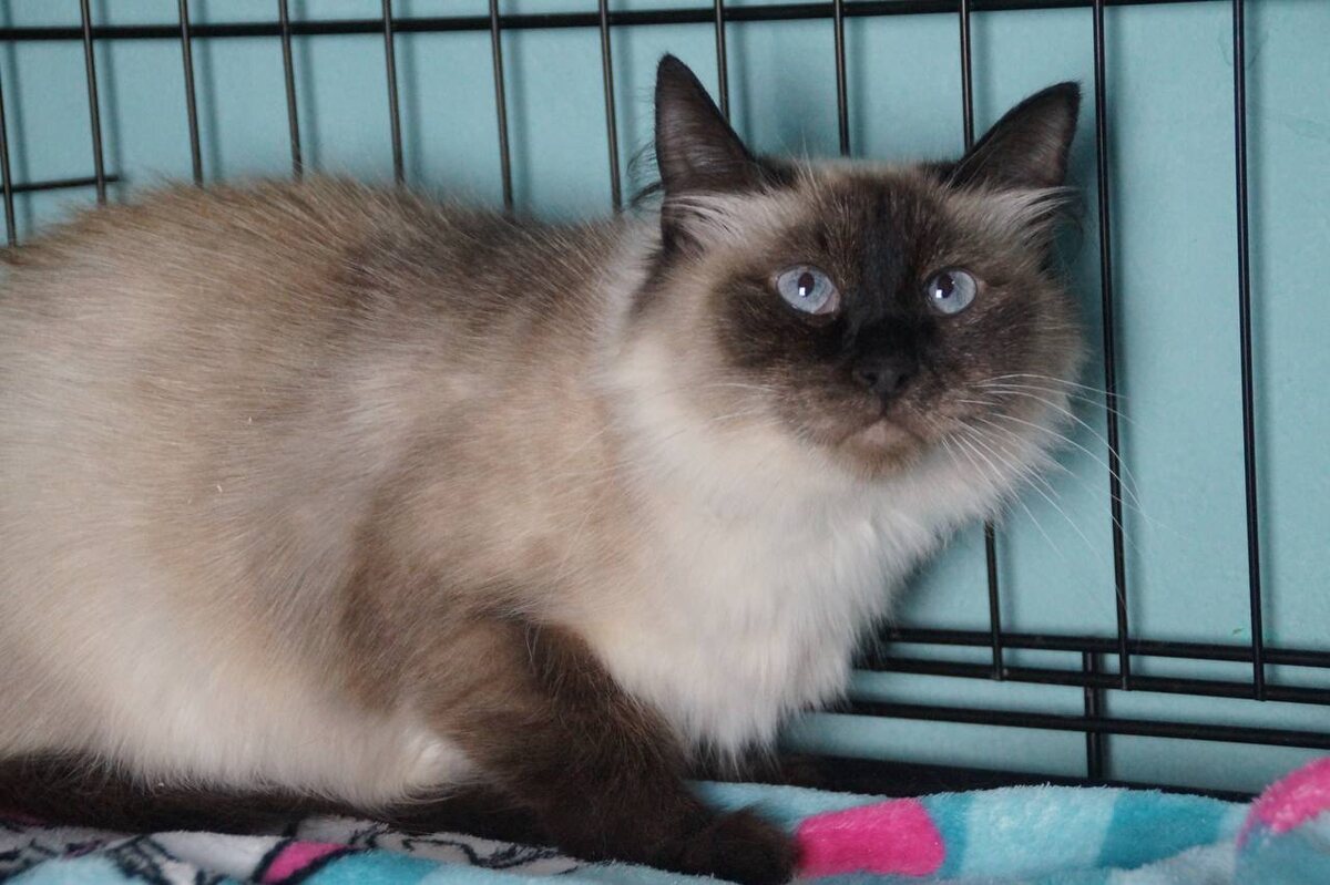 НЕ поднялась рука её обратно выпустить в подвал