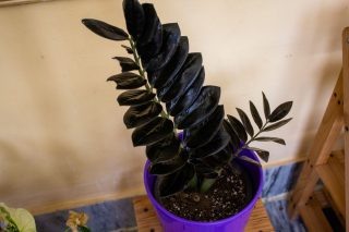 Замиокулькас «Равен» (Zamioculcas ‘Raven’)