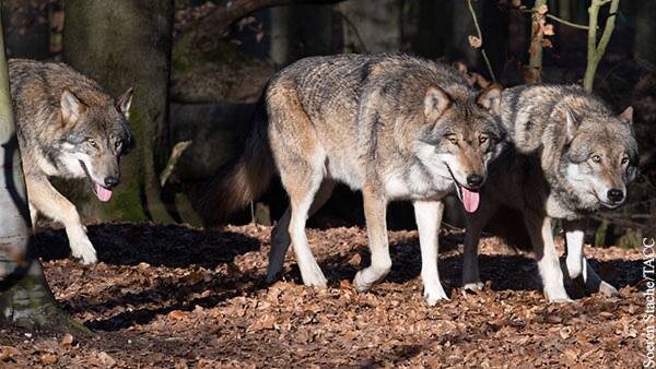 Волки в Московском регионе