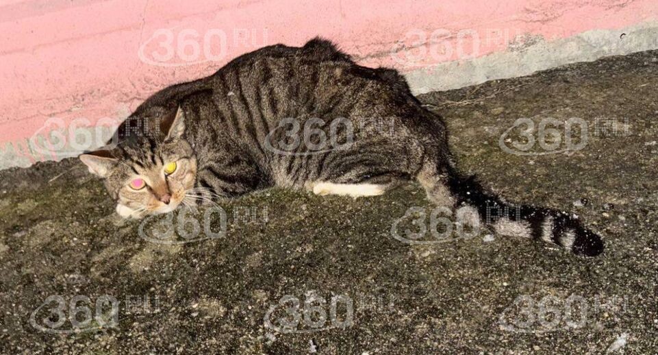 Зооволонтеры Шатуры рассказали о выбросивших в окно кошек живодерах