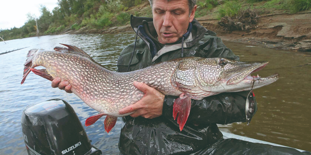 Чувствуют ли рыбы боль?