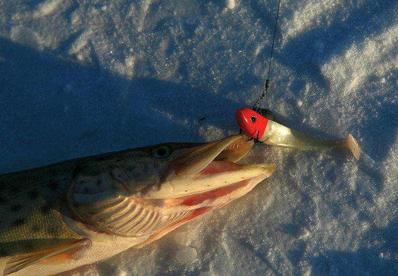 Рыба, пойманная на крючок летом, испытывает больше боли, чем зимой