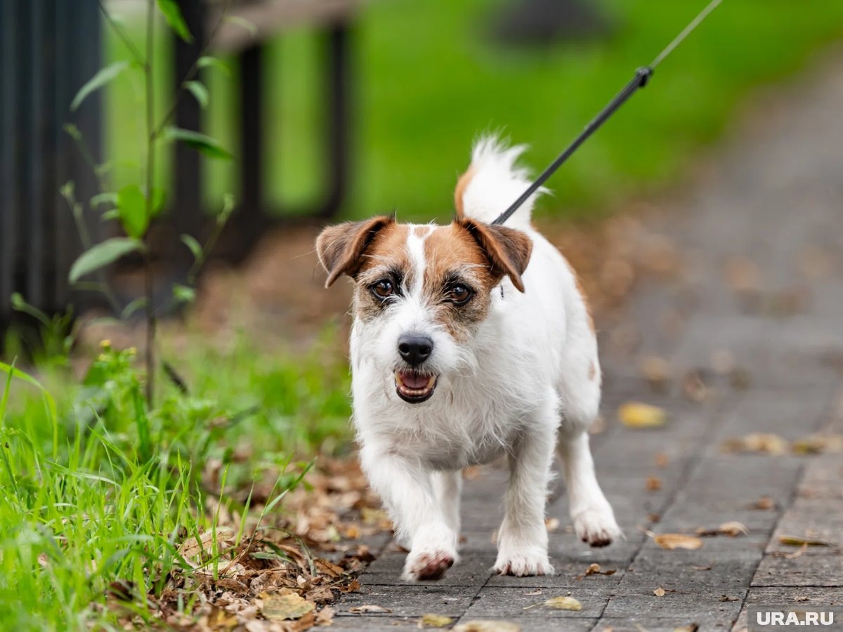    Дети встретятся с кинологами и их питомцами