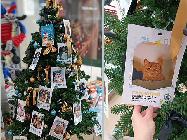 В Твери на елке зажглись добрые огоньки. Они согреют кота Суворова и его друзей