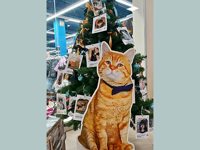 В Твери на елке зажглись добрые огоньки. Они согреют кота Суворова и его друзей