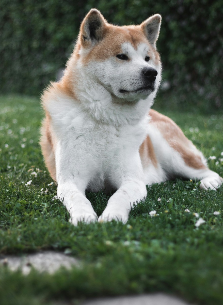    Независимый и преданный компаньон, чье уважение нужно заслужить