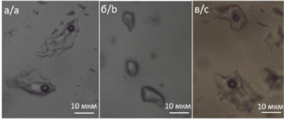 Типы флюидных включений на месторождении Аяхта [Петрова и др., 2025]