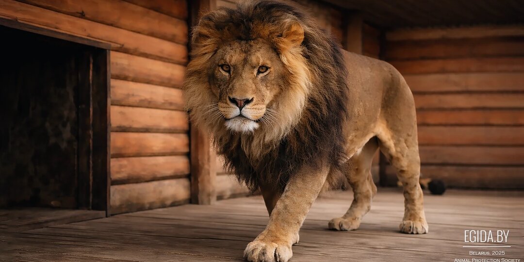 ДОРОГИЕ ДРУЗЬЯ! ОБЕЩАННОГО, КАК ГОВОРИТСЯ, ТРИ ГОДА ЖДУТ!