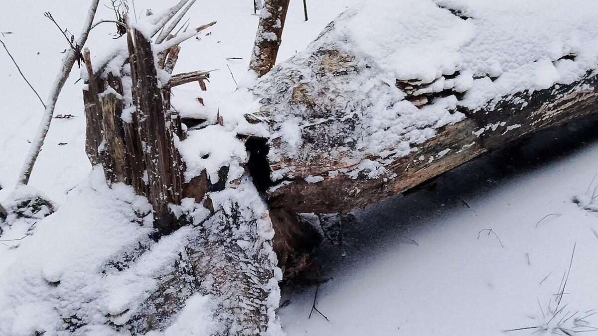    Фото: vk.com/kb_spb