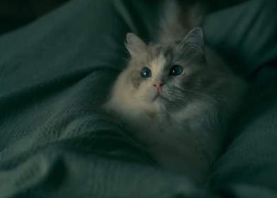 Кошка была естественна и убедительна в роли себя самой.