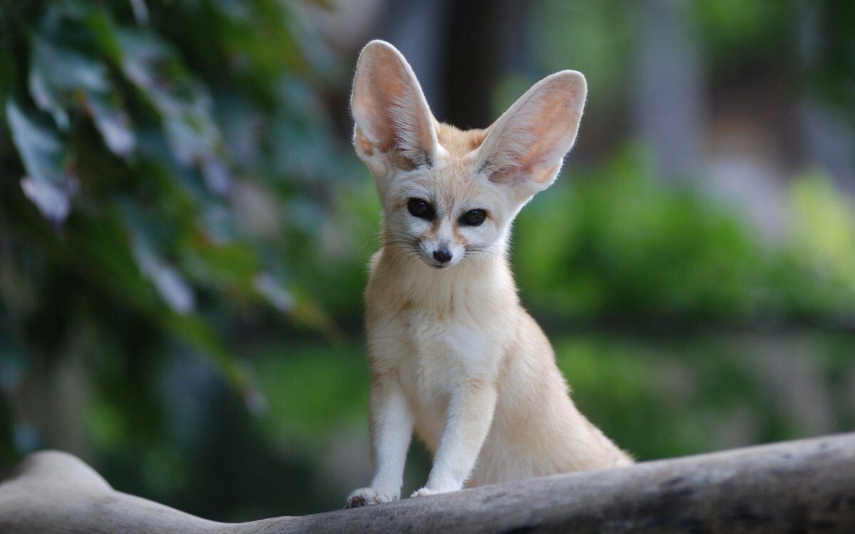 Фотография из интернета