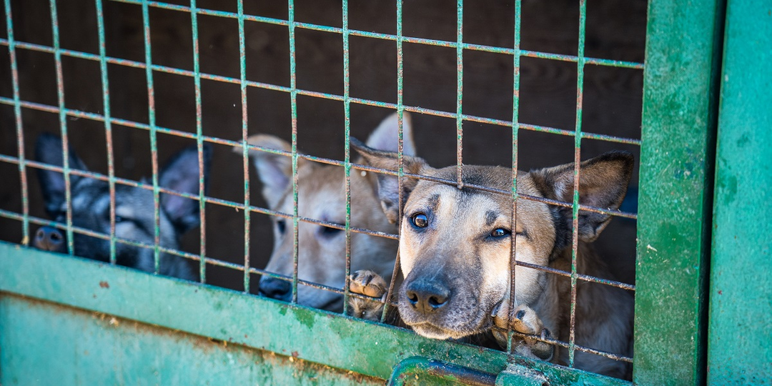 Как боязнь собак сказывается на регулировании численности безнадзорных животных