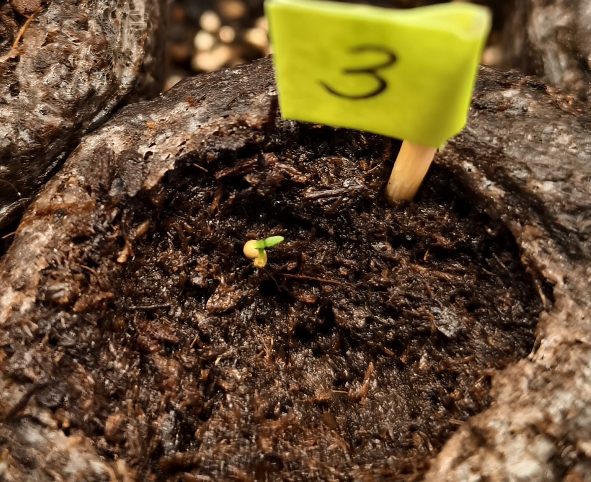 Эустома крупноцветковая "Эйбиси Роуз". 