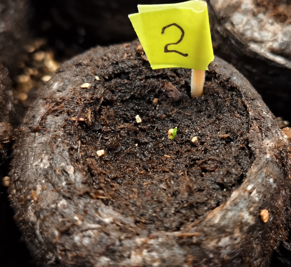 Эустома Сапфир "Розовая дымка"