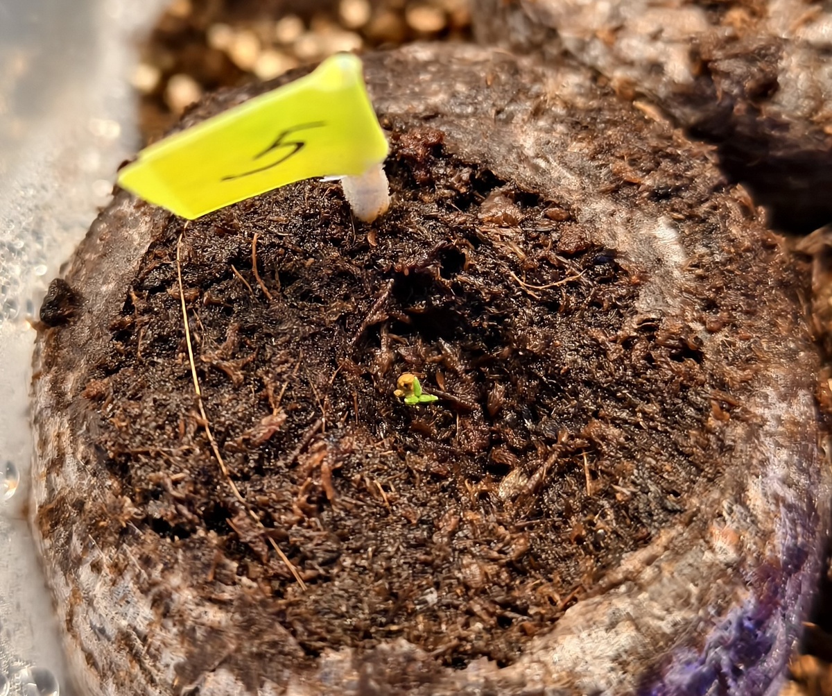 Эустома крупноцветковая "Эйбиси Грин". 