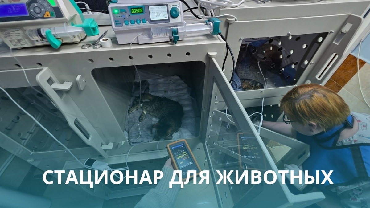 Ветеринарная клиника в Калуге со стационаром  для животных.