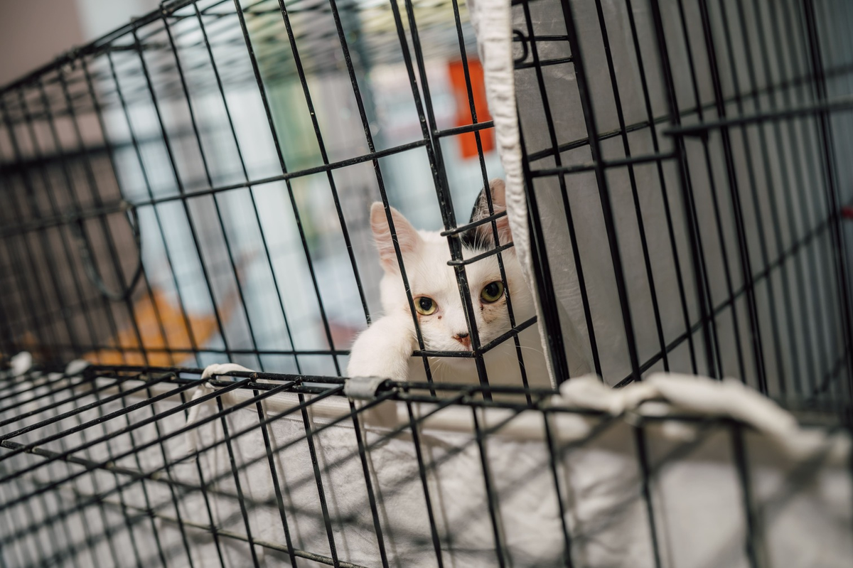 Фото: Александр Плонский / «ВиЖ»