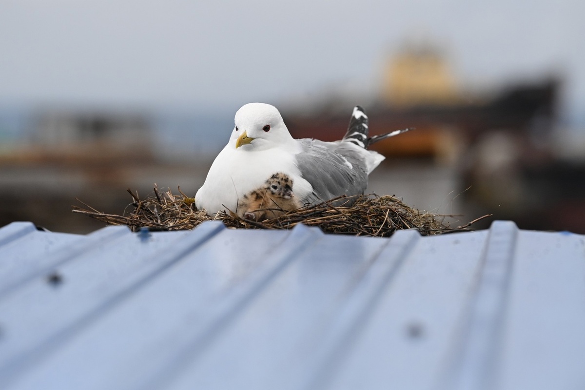    Фото: "Республика" / Сергей Юдин