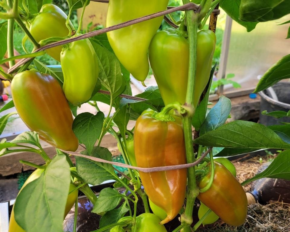 урожай нашей ученицы в 2025 году