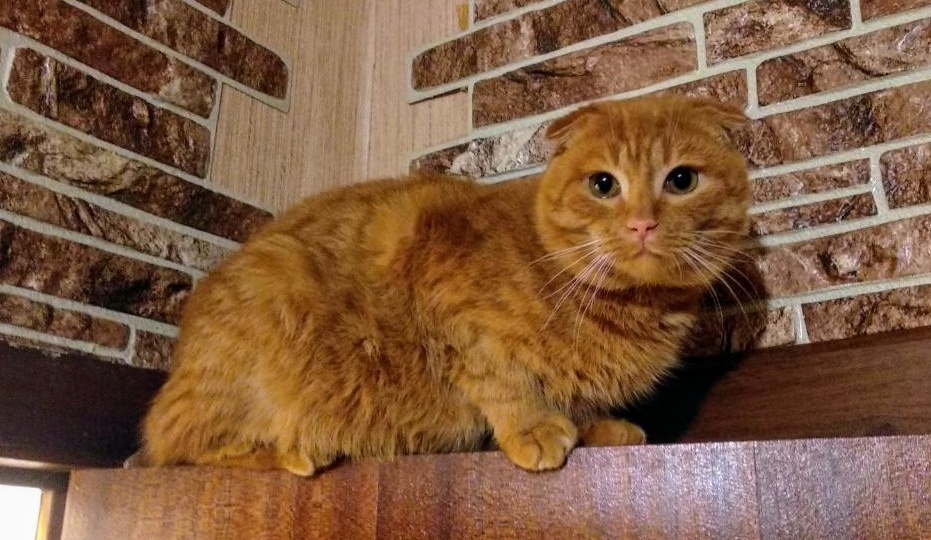 Вислоухий мандаринчик под вашу елочку: кому?