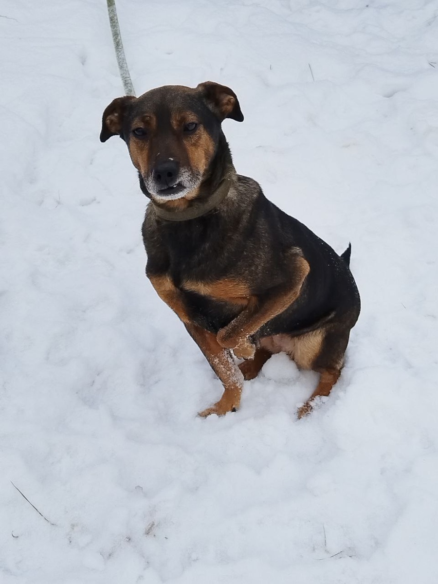 Один из пёсиков, уезжающих в Швейцарию. Сейчас он в Москве, на передержке, вместе с ещё двумя собачками ждет свой рейс.