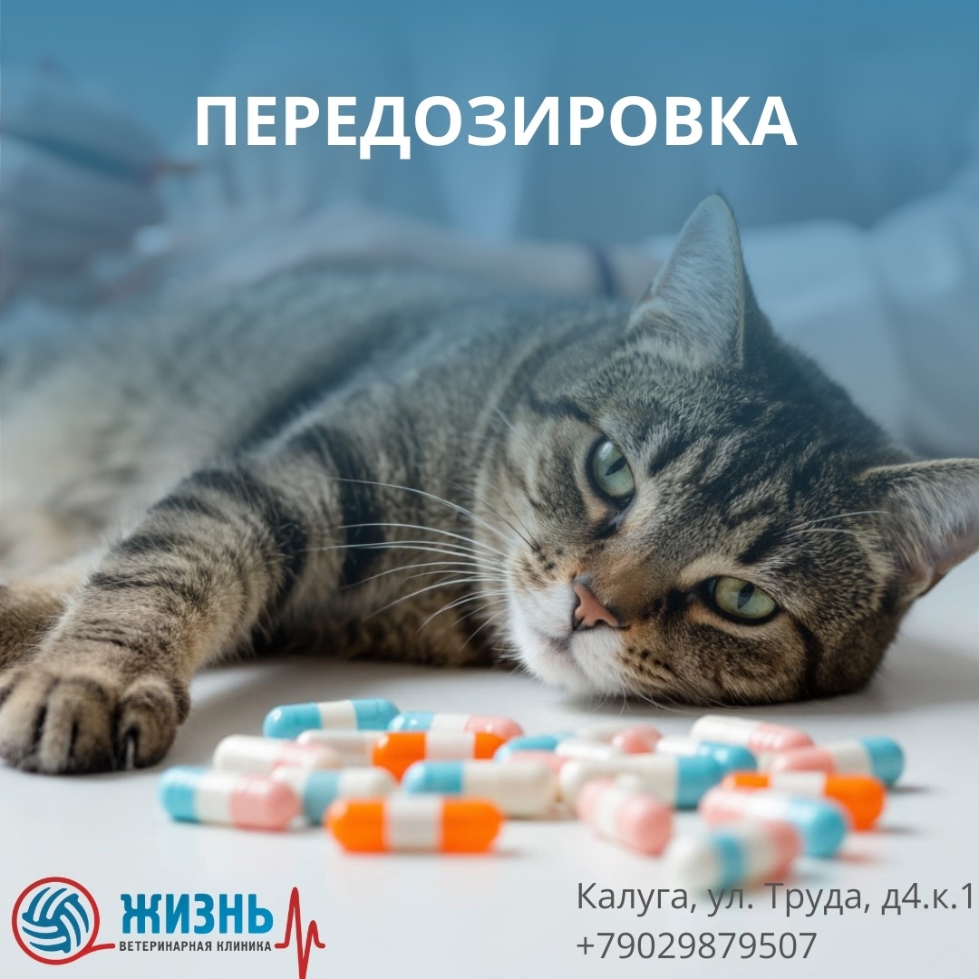 Передозировка препаратами у животных.