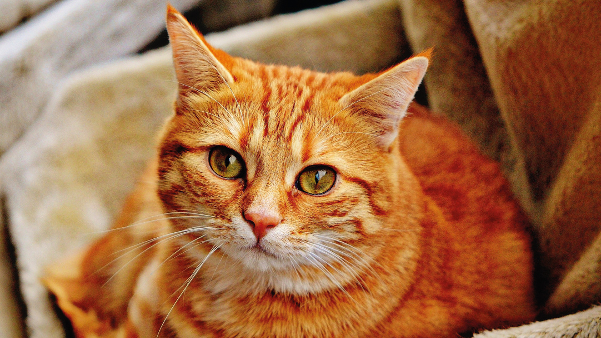 Фото - Veectezy.com.