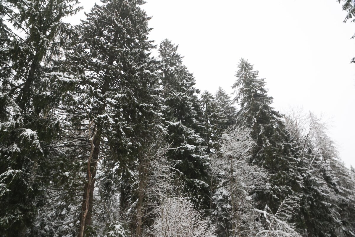 Фото: Александр Глуз / «Петербургский дневник»