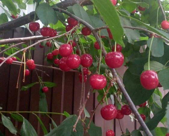 Почему вишня даёт длинные ветки без урожая — и можно ли смело резать их в следующем году?