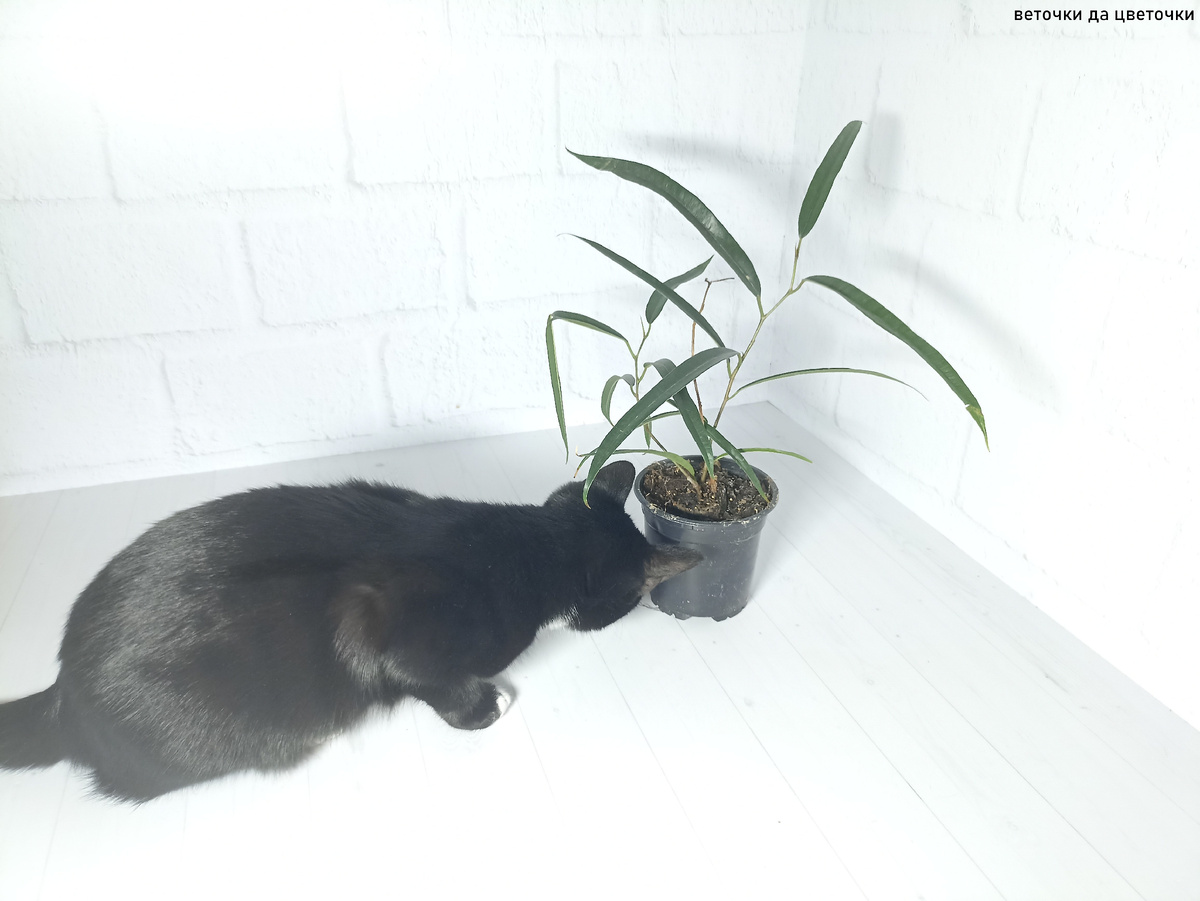 Фикус Али в конце декабря 2024 года. Прошёл ровно год