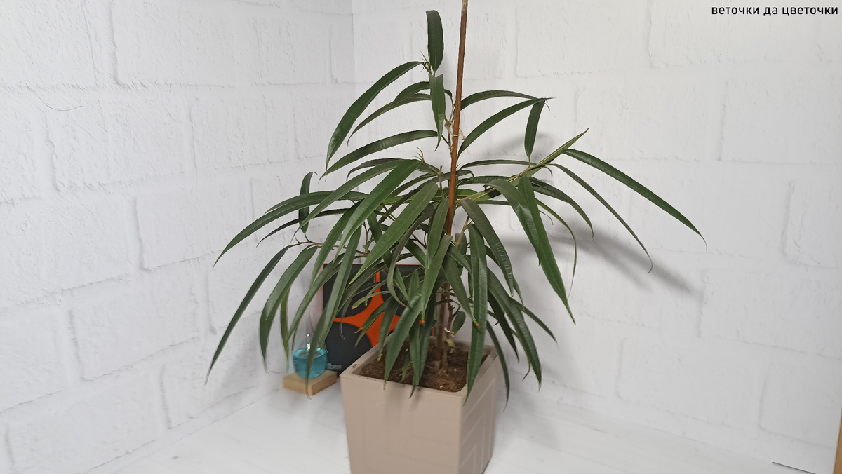 Фикус «Али» сегодня