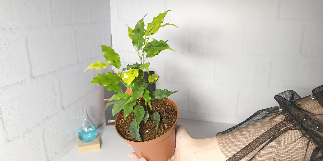 Фикусы бенджамина: показываю мини-коллекцию сортов, собранную за год