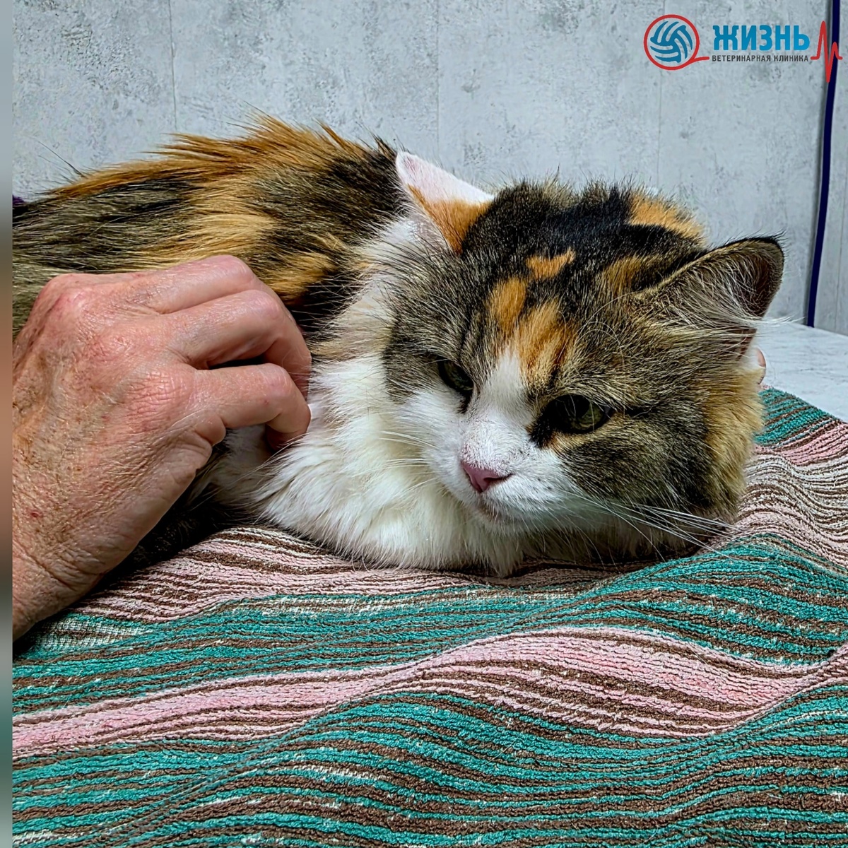 Ветеринарная клиника в Калуге Жизнь. 