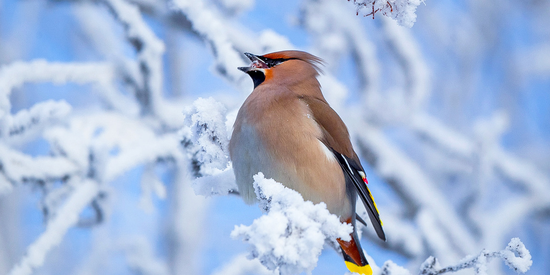 За что я люблю Зиму в Мурманске?
