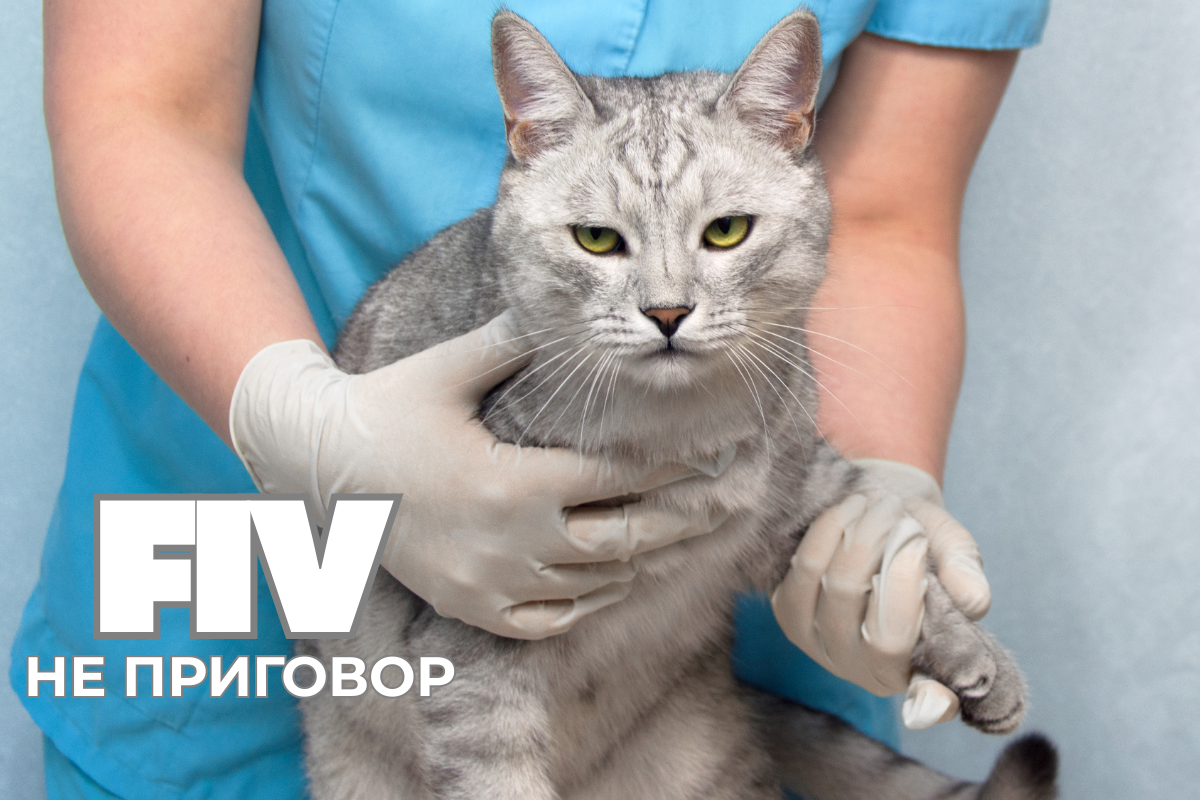  FIV не приговор 