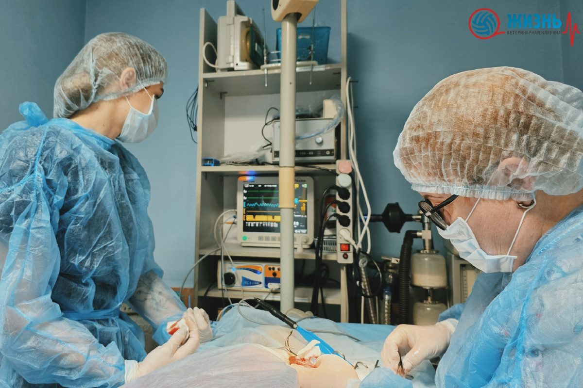 Ветеринарный хирург в Калуге.