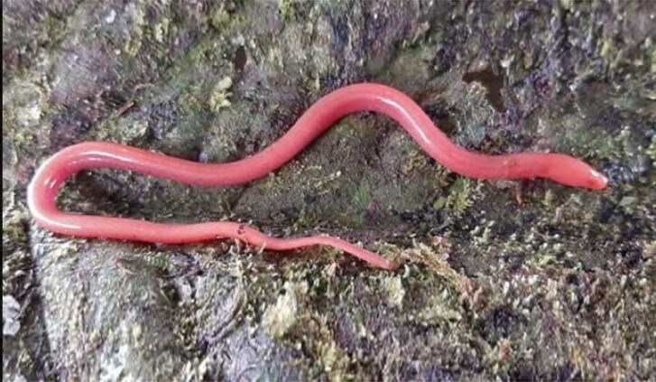 Ophisternon berlini. Источник: Ichthyology & Herpetology 112(3):375-390. DOI:10.1643/i2024055