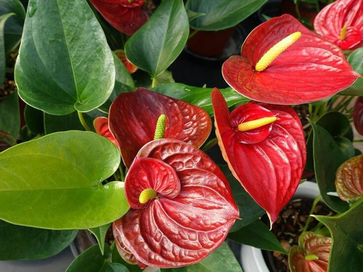 фото из интернета