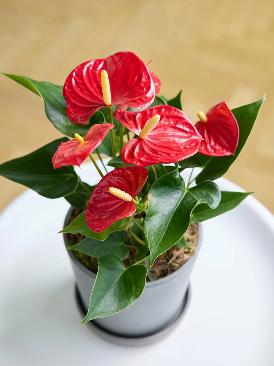 фото из интернета