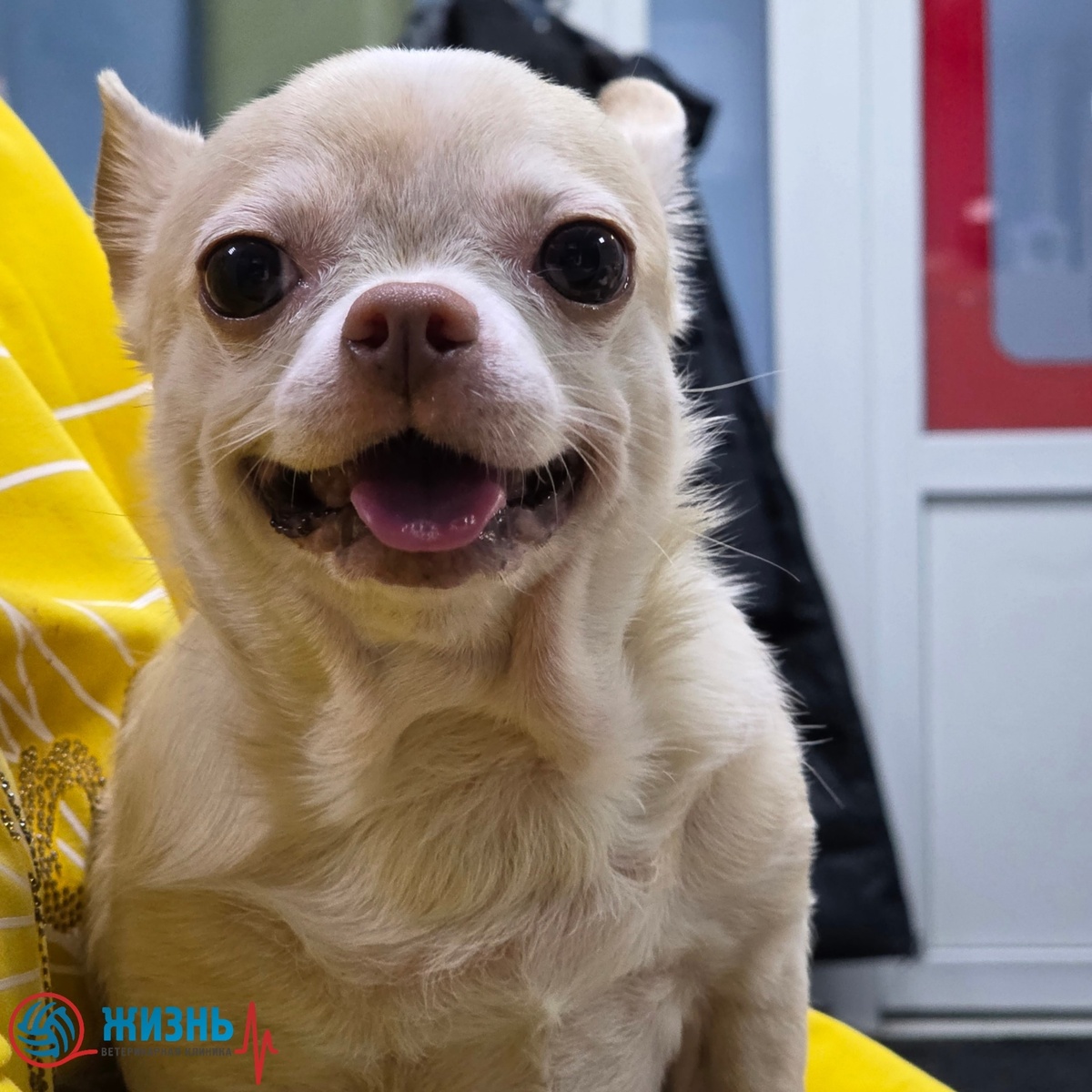 Измерение артериального давоения животным в Калуге.