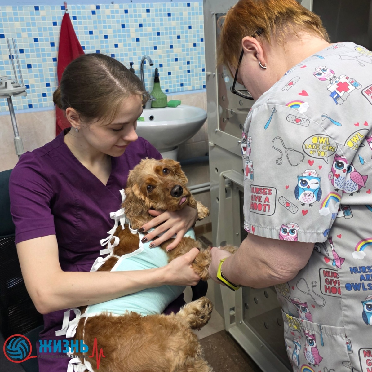 Джерси на стационаре после операции.