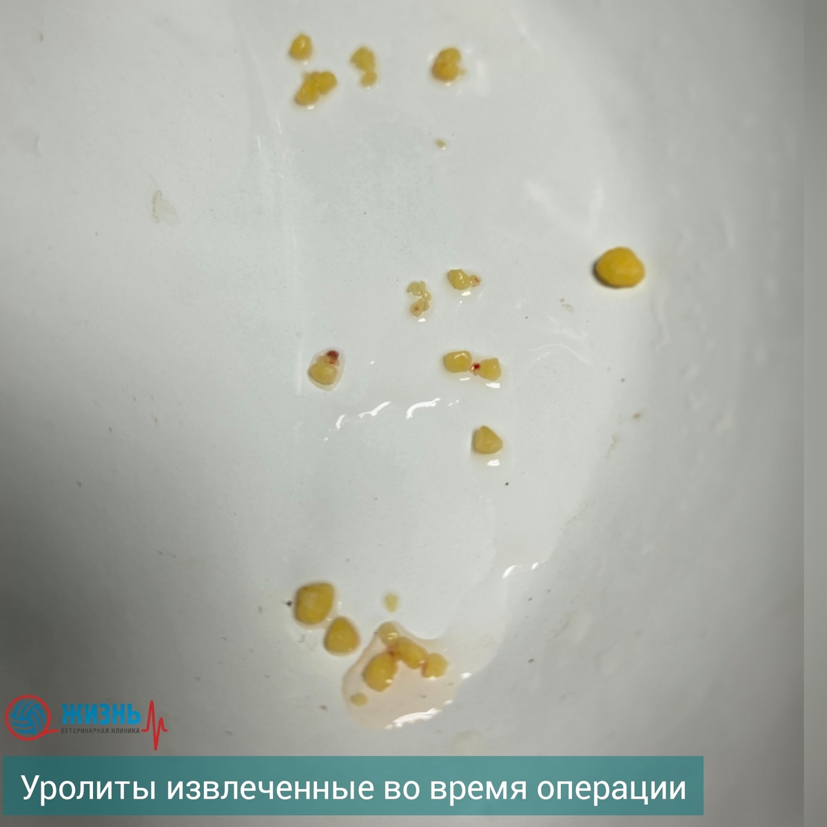 Камни из мочевого пузыря у собаки.