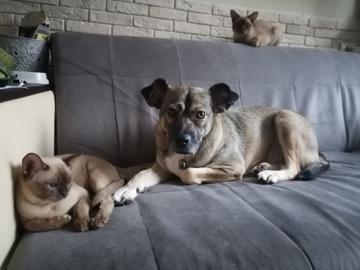 Каэдэ и ее любимые домашние котики