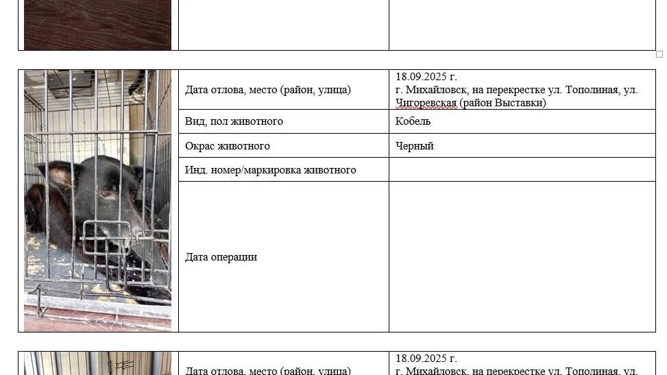     Источник: Администрация Изобильненского муниципального округа