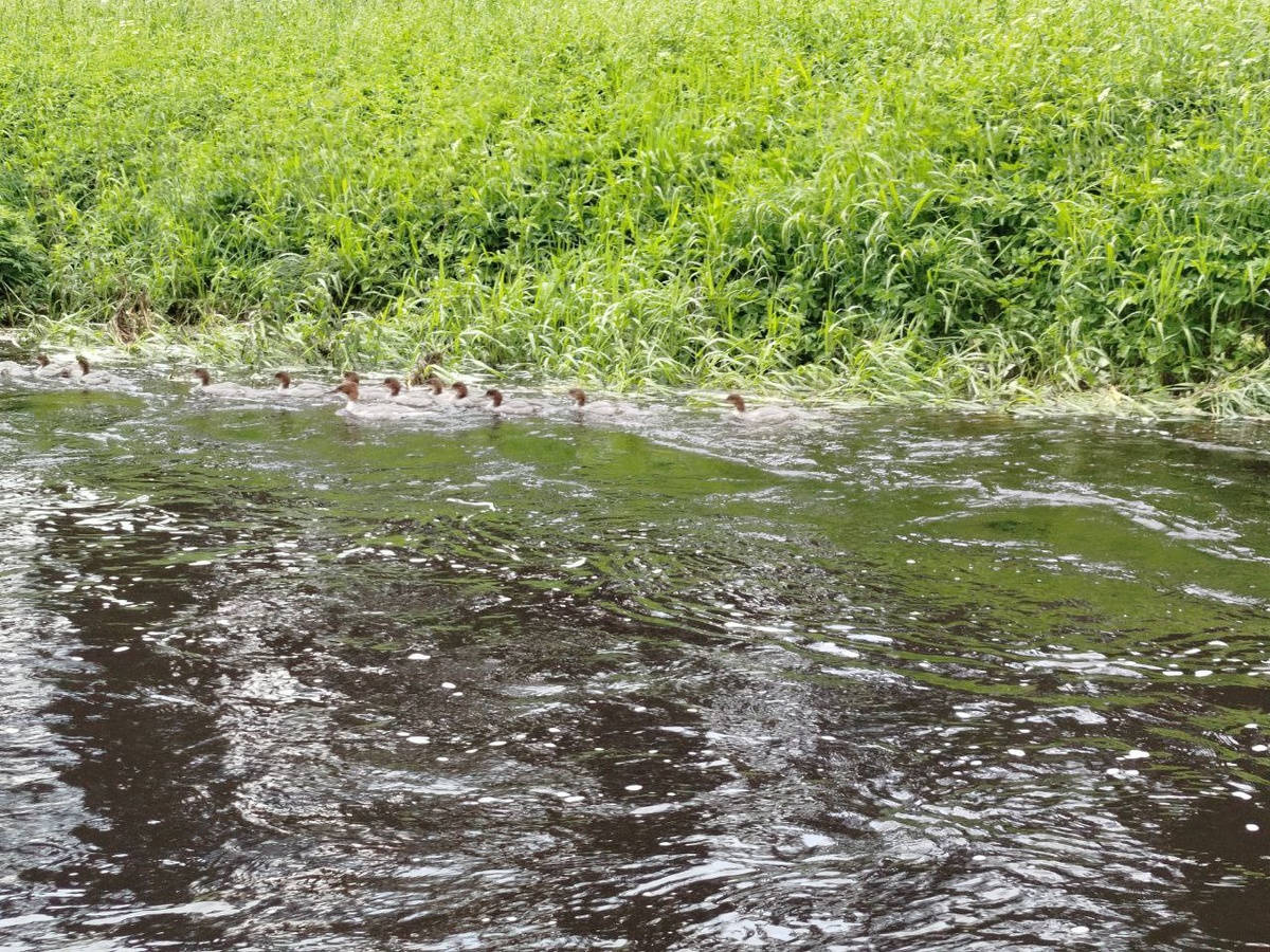 Встретили утят