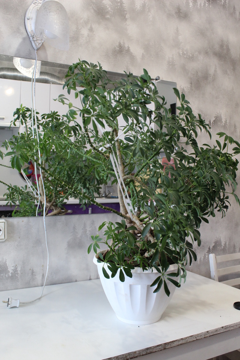 Моя шефлера в процессме формировки кроны.