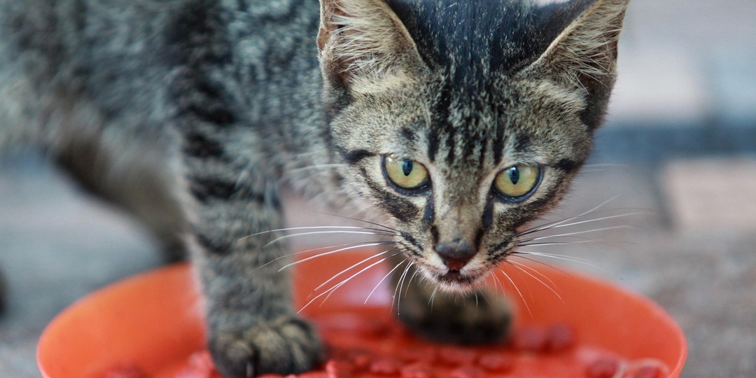 Почему кошка выпрашивает еду, но не ест