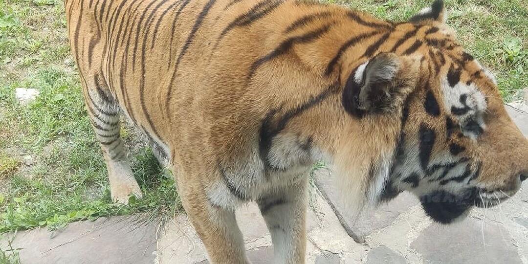 Усыпили и поместили в клетку: державший в страхе несколько деревень тигр-людоед пойман в Индии