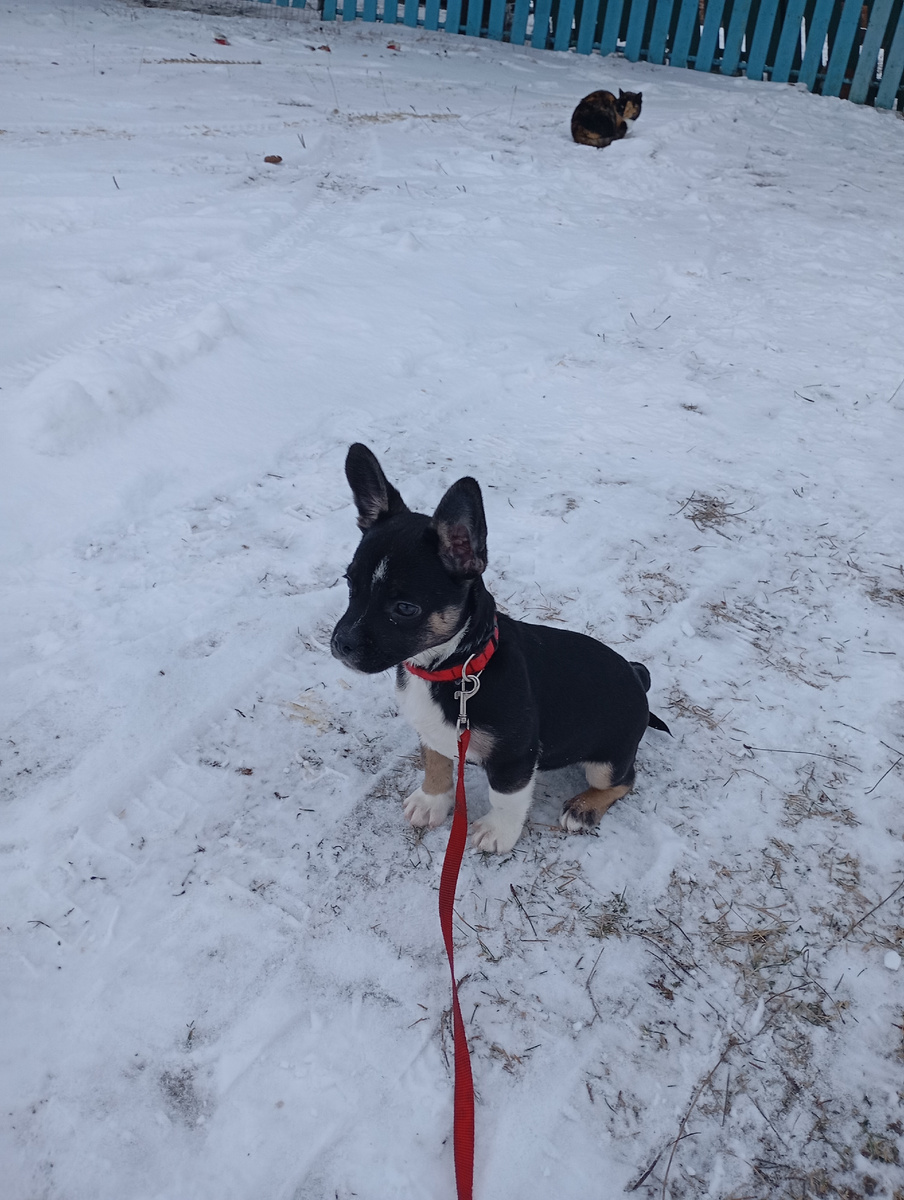 Прогулки с Боней и котами🐱